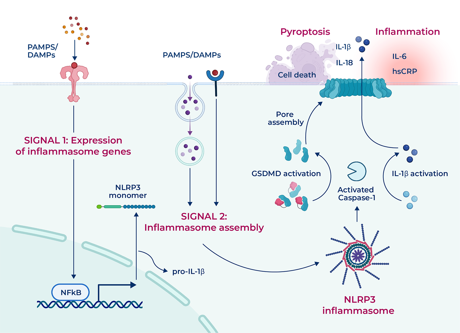 NLRP3 activation is tied to chronic inflammatory disorders