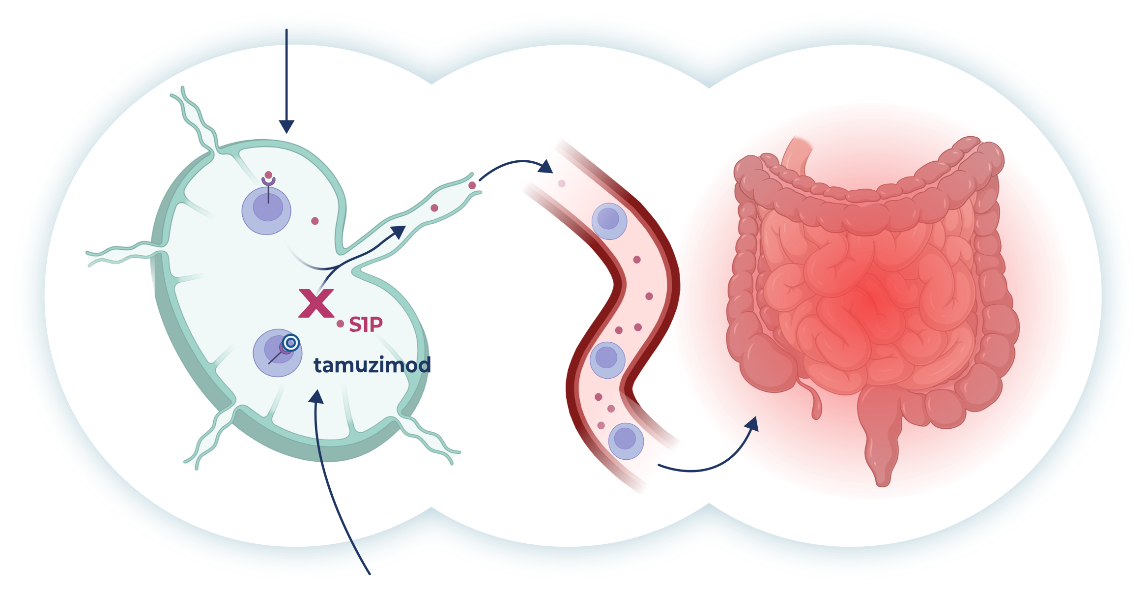 VTX002 binds to and internalizes the S1P receptor