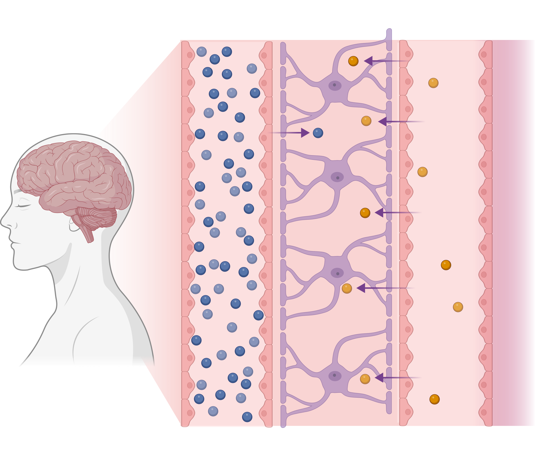 VTX3232: CNS efficacy without high peripheral exposure